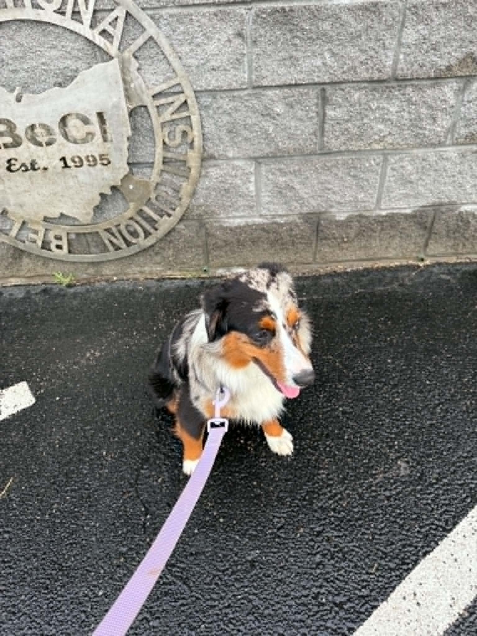Enlarge Orion, a ADOPTABLE Australian Shepherd in St. Clairsville, OH image 2/6