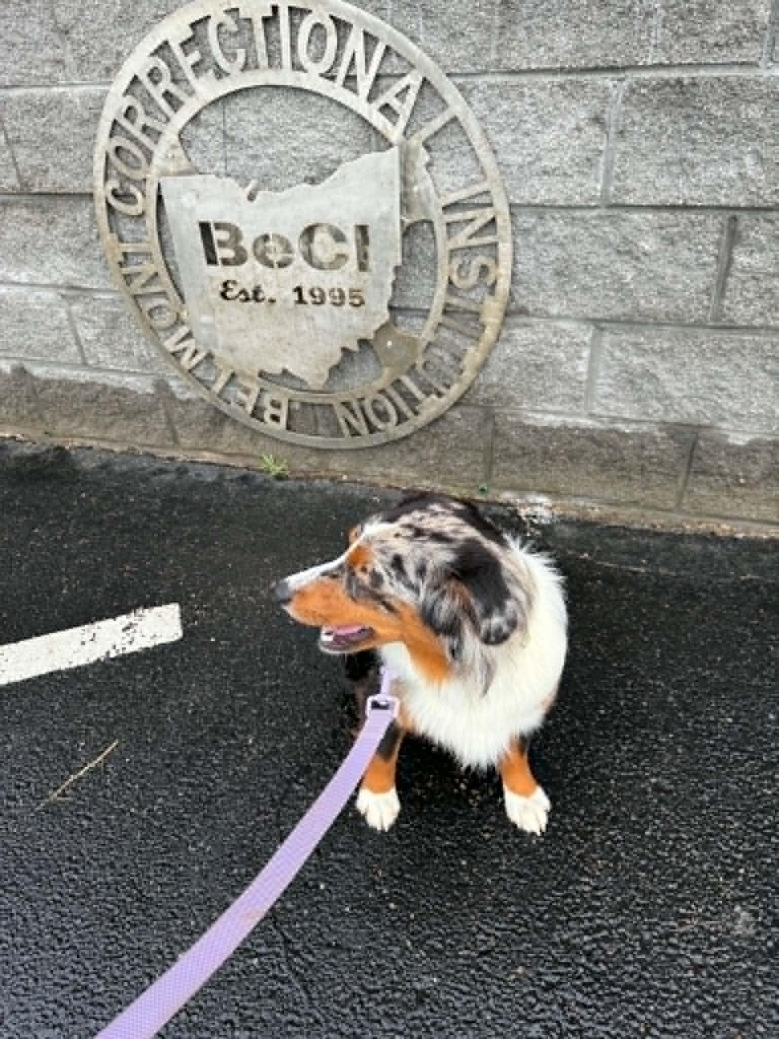 Enlarge Orion, a ADOPTABLE Australian Shepherd in St. Clairsville, OH image 5/6