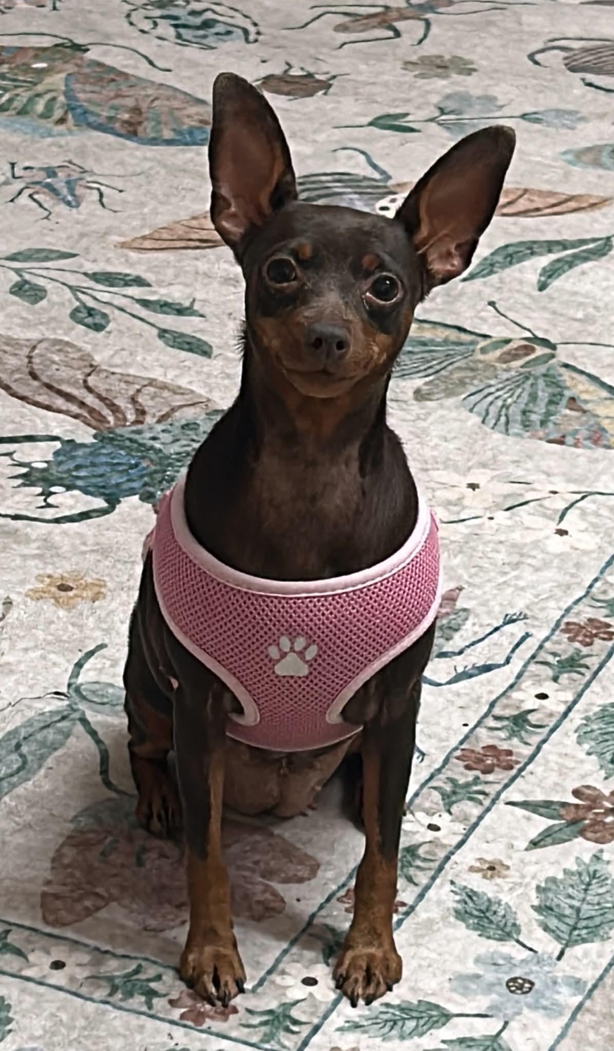 Enlarge Jill, a Adoptable Miniature Pinscher in Walker, LA image 4/5