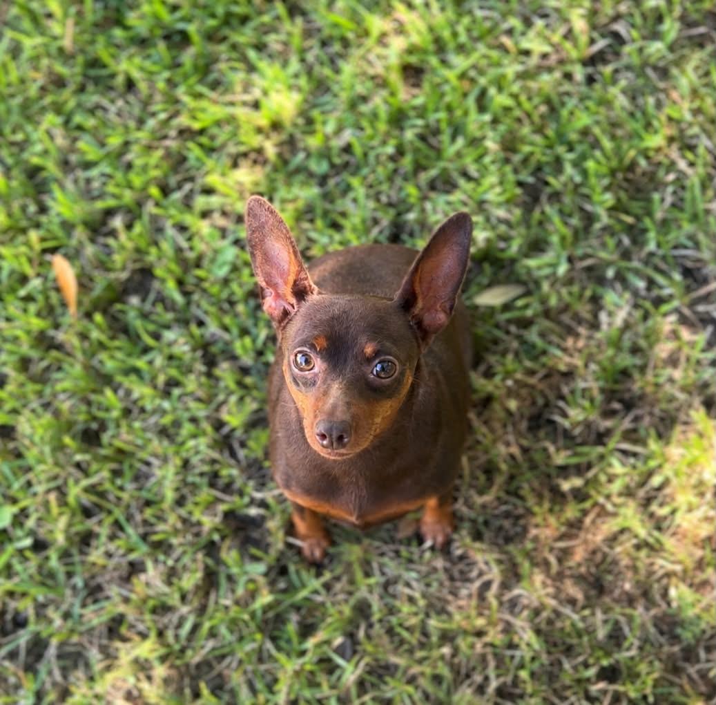 Enlarge Jill, a Adoptable Miniature Pinscher in Walker, LA image 2/5