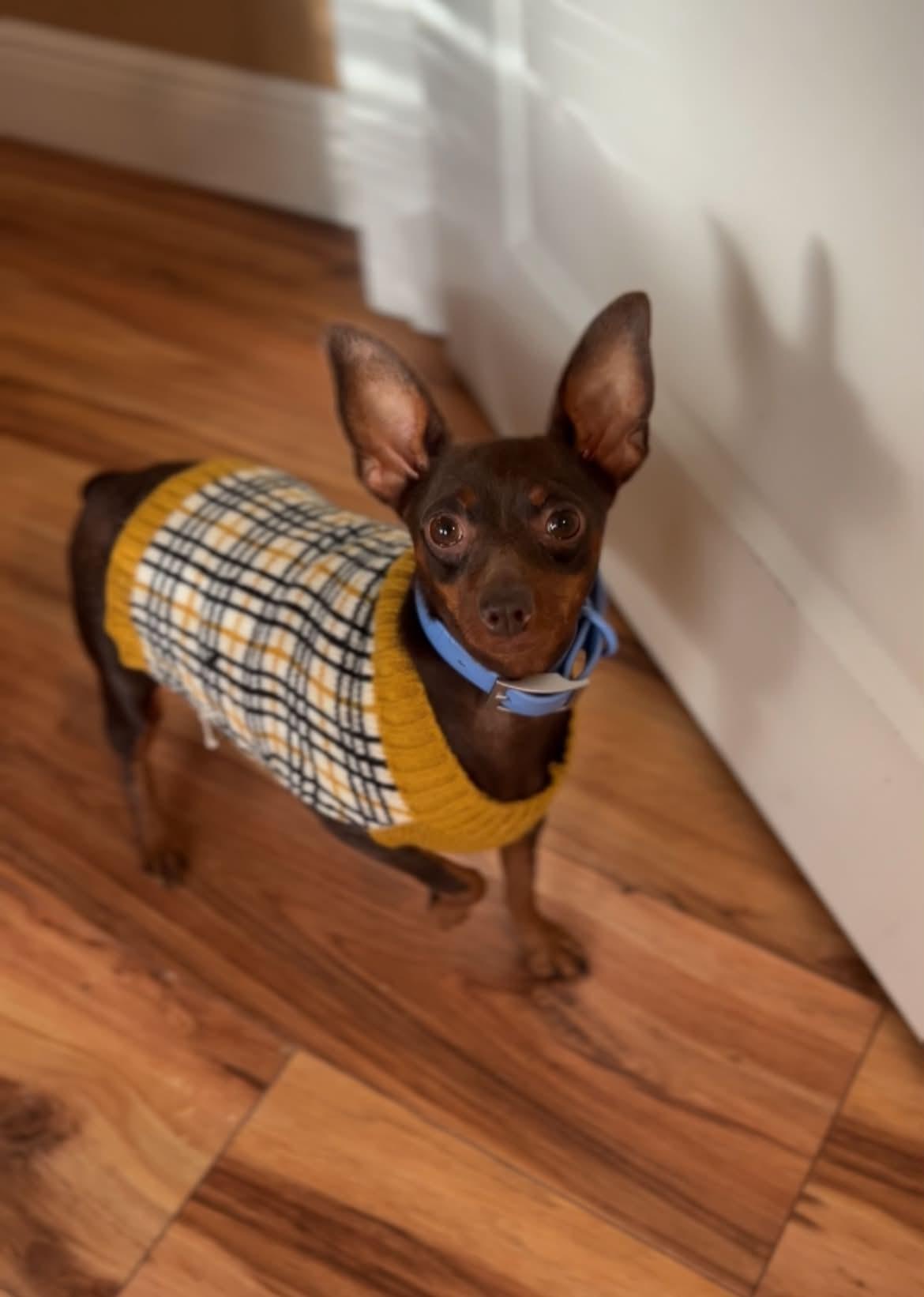 Enlarge Jill, a Adoptable Miniature Pinscher in Walker, LA image 3/5