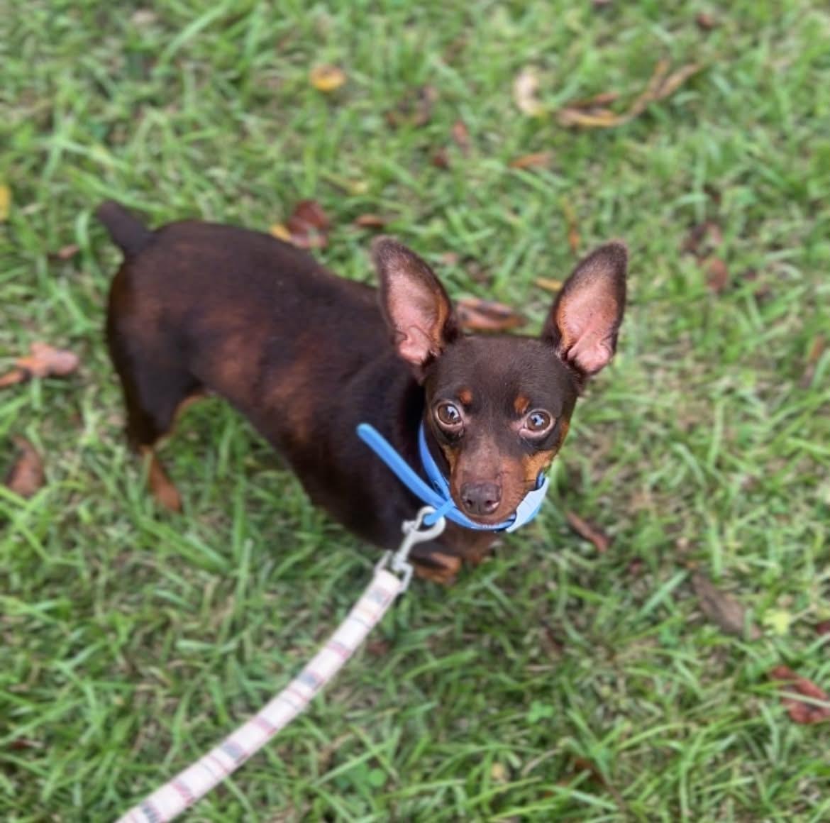 Jill, Adoptable, Adult Female Miniature Pinscher.