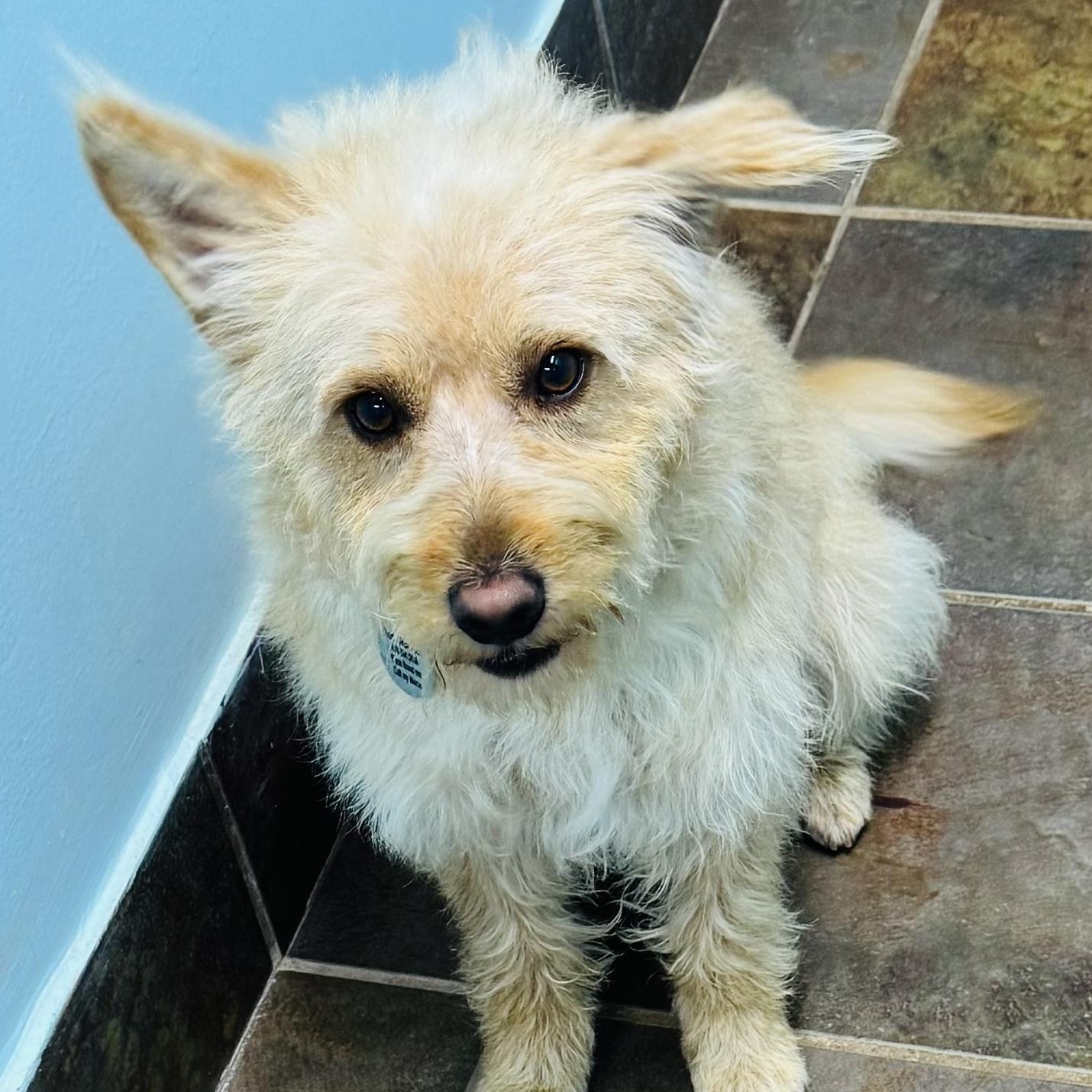 Astor, adopted, Young Male Wirehaired Terrier.