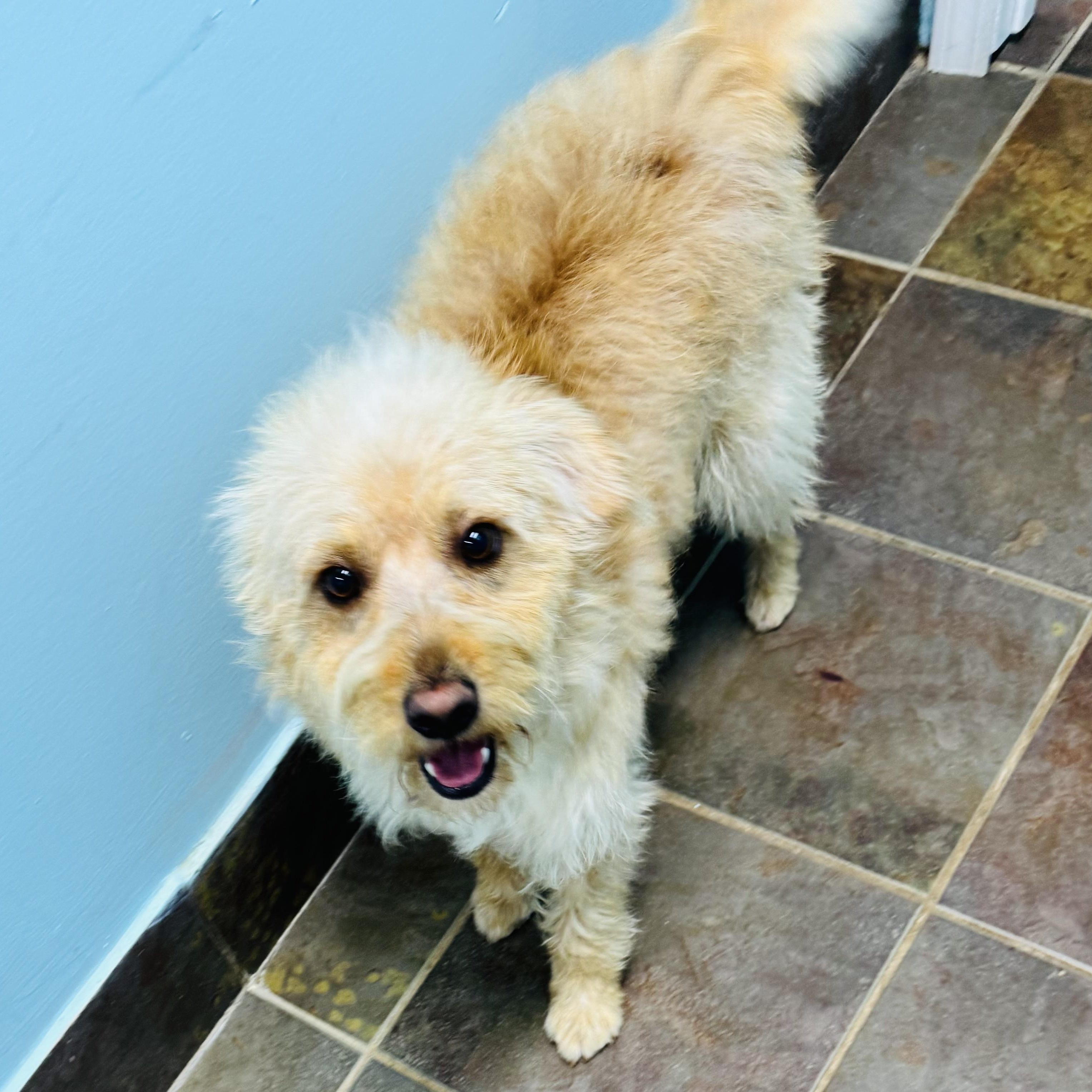 Enlarge Astor, an adopted mixed breed in Louisburg, KS image 2/3