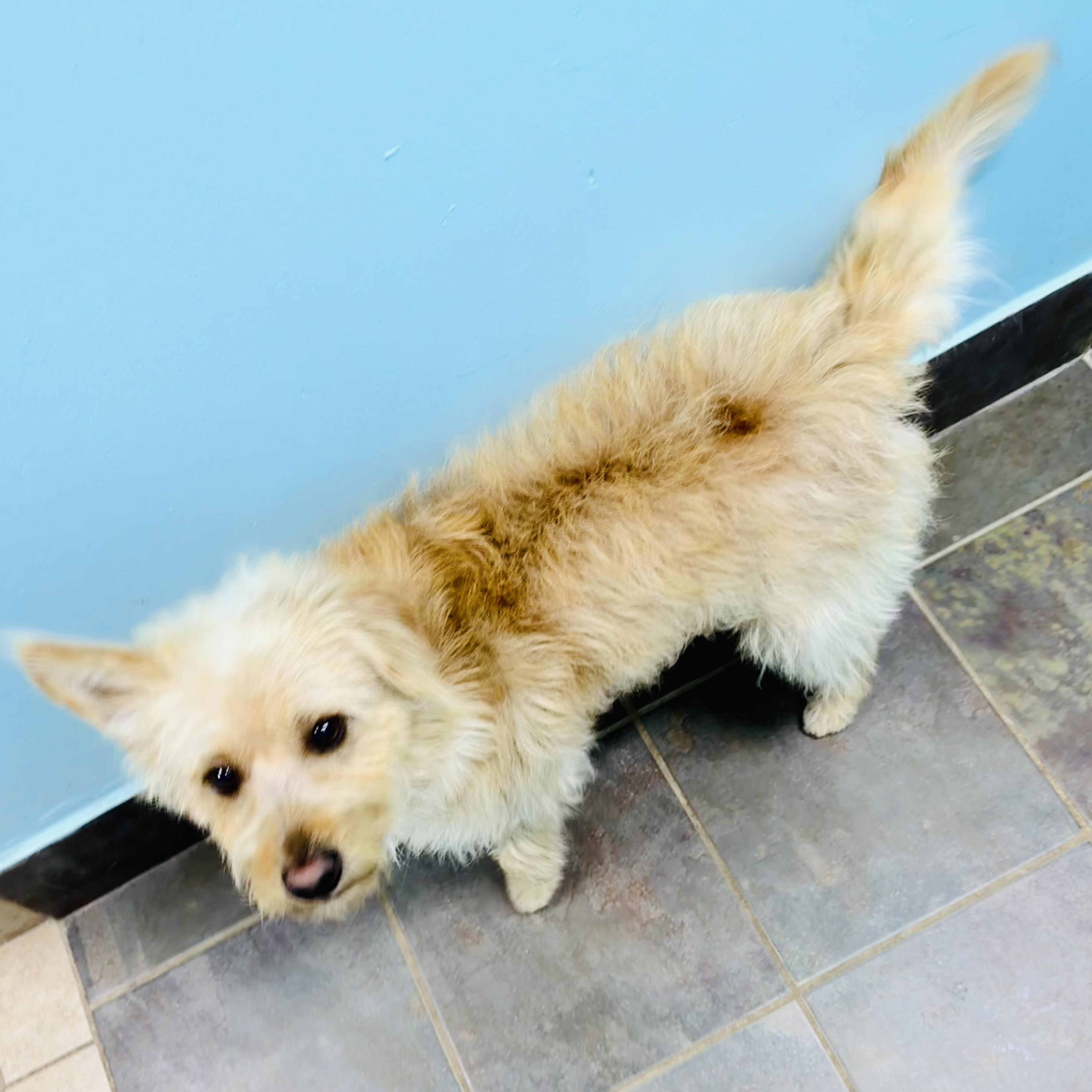 Enlarge Astor, an adopted mixed breed in Louisburg, KS image 3/3
