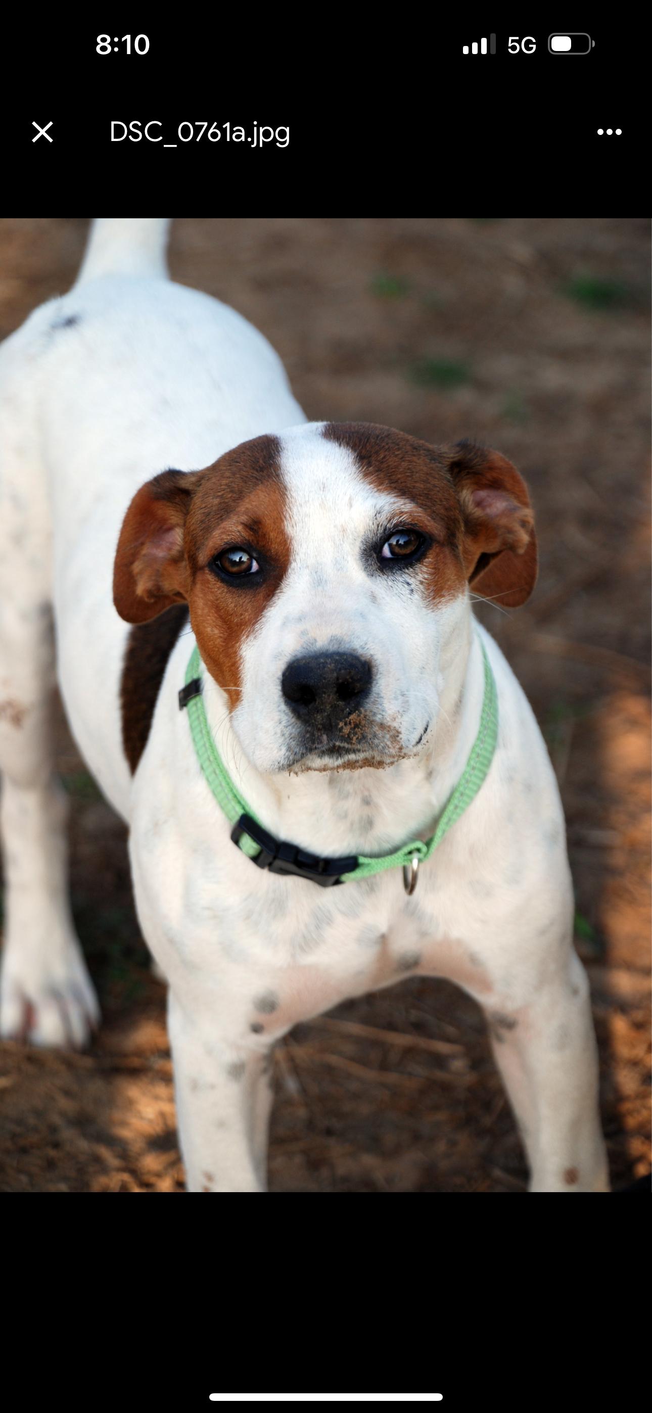 Enlarge Freckles, a Adopted mixed breed in Madisonville, TX image 1/6