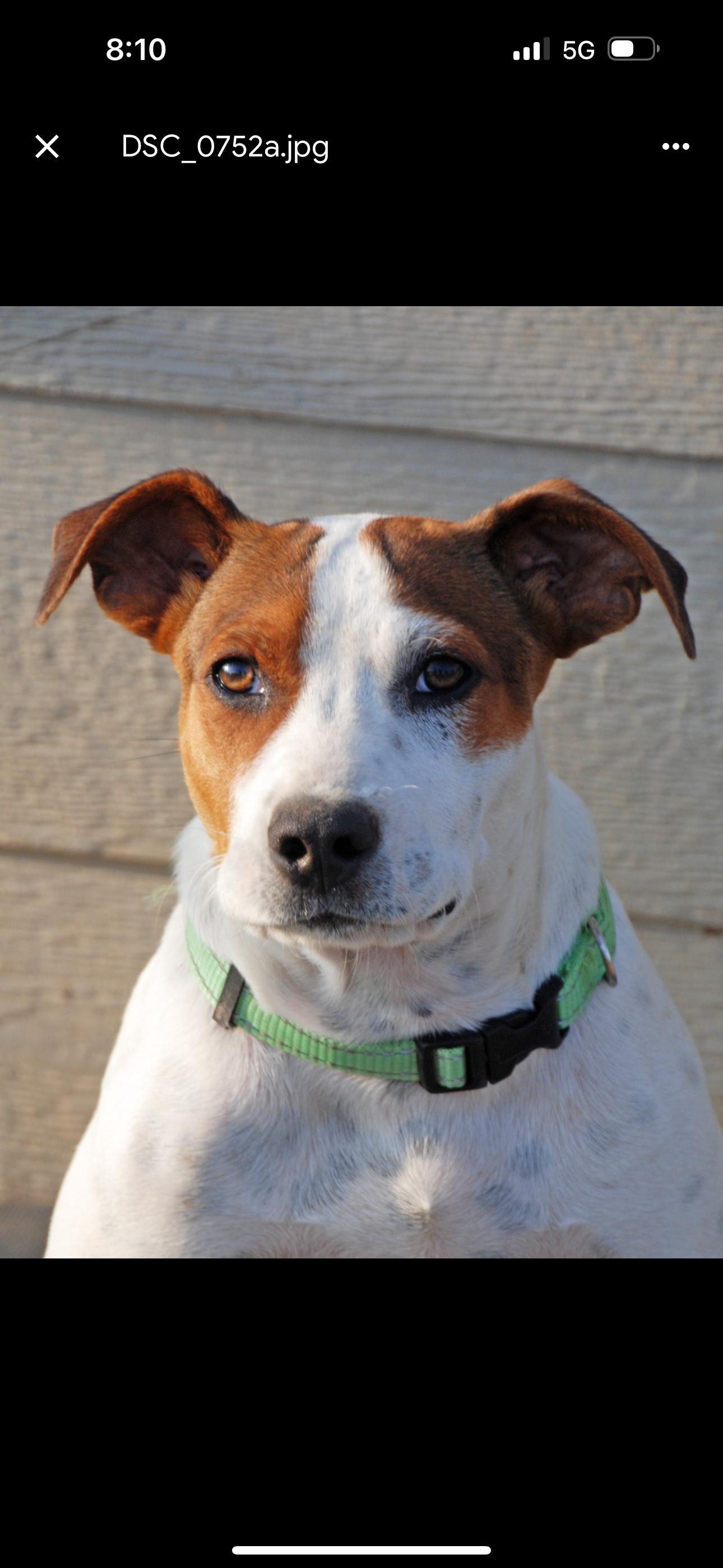 Enlarge Freckles, a Adopted mixed breed in Madisonville, TX image 4/6