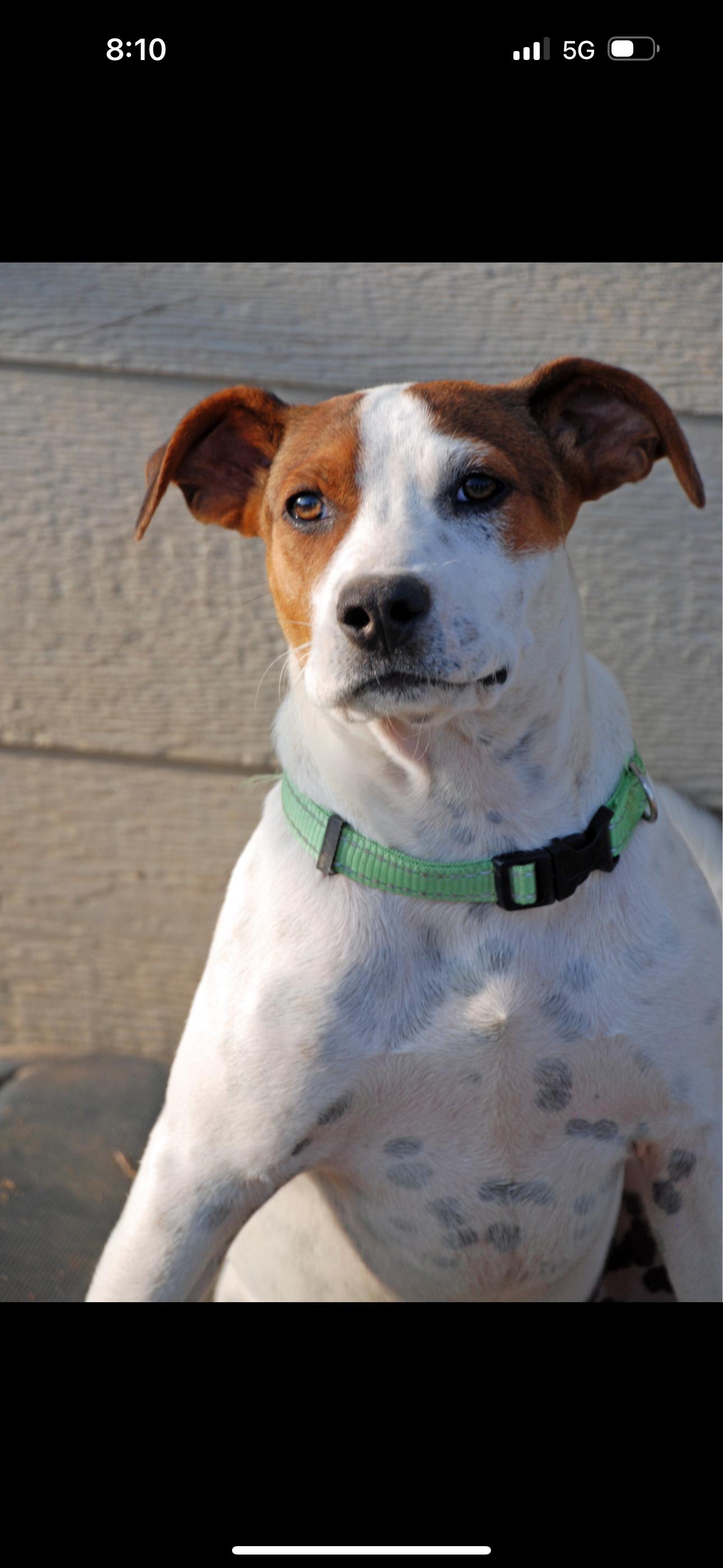 Enlarge Freckles, a Adopted mixed breed in Madisonville, TX image 5/6