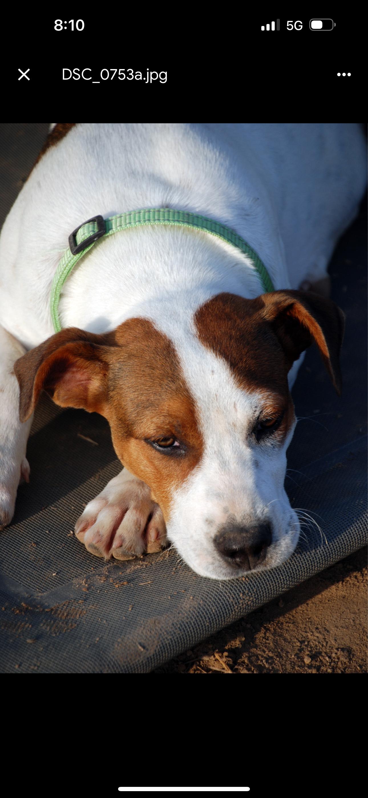 Enlarge Freckles, a Adopted mixed breed in Madisonville, TX image 6/6