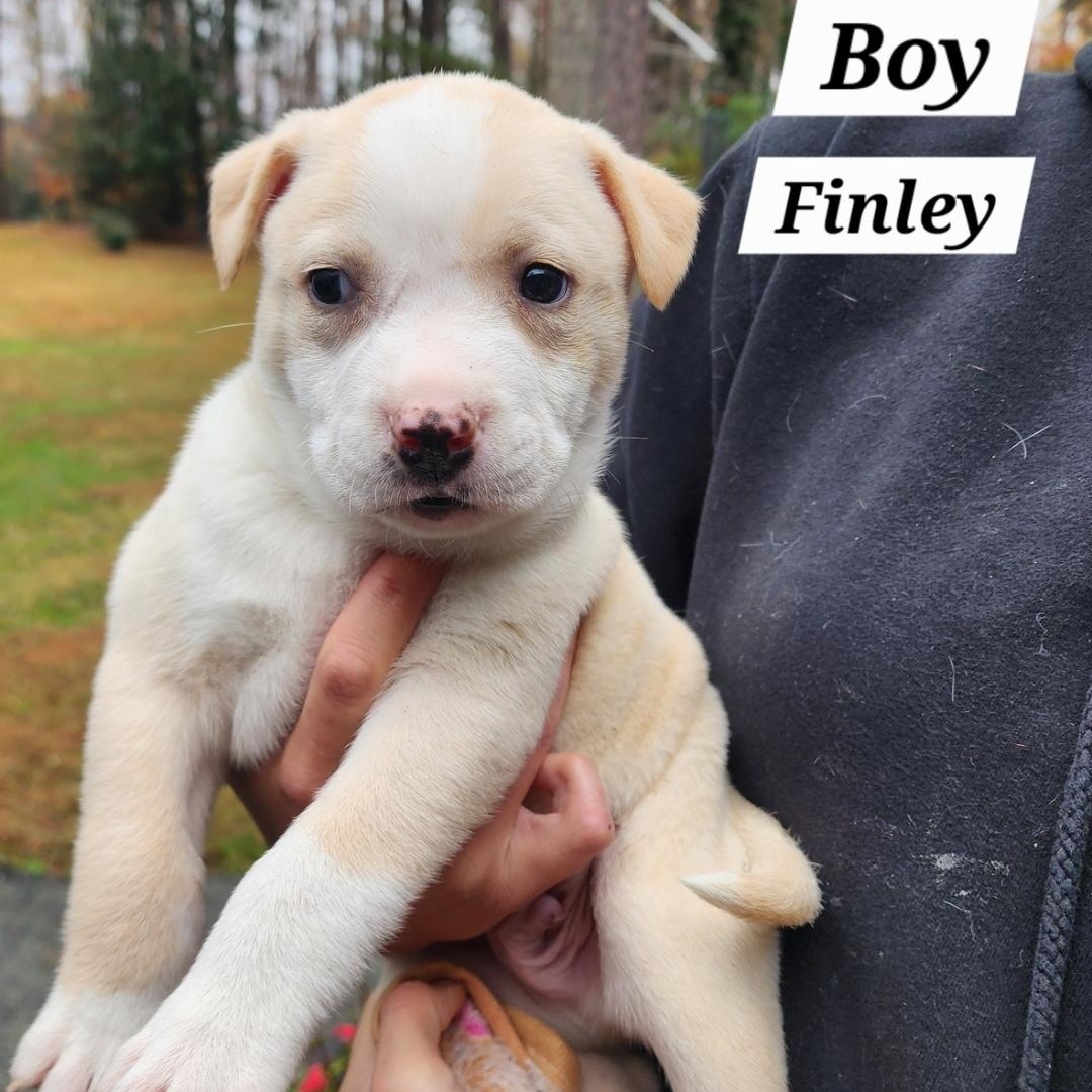 Finley, Adoptable, Puppy Male American Staffordshire Terrier & Pit Bull Terrier.