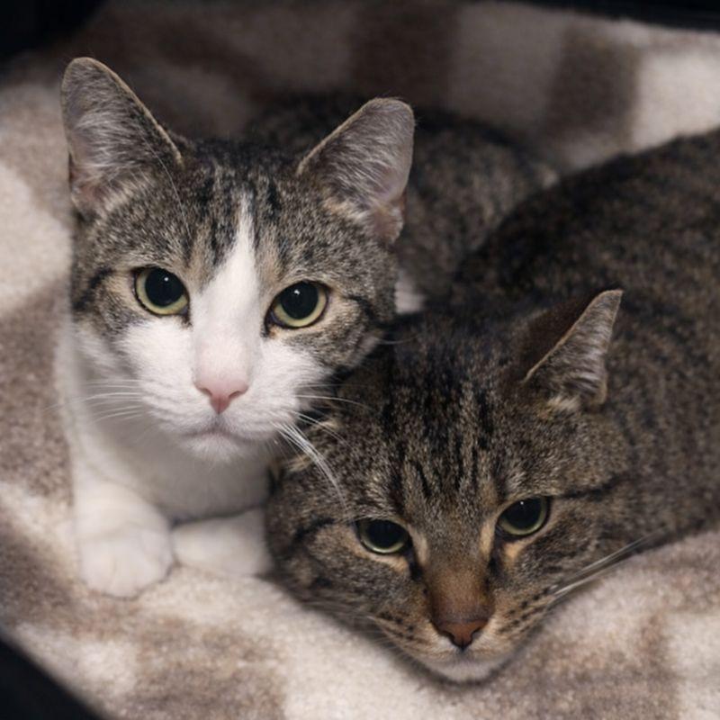 Enlarge Brooklyn & Tana, a Adoptable Domestic Short Hair in Parma, OH image 2/6