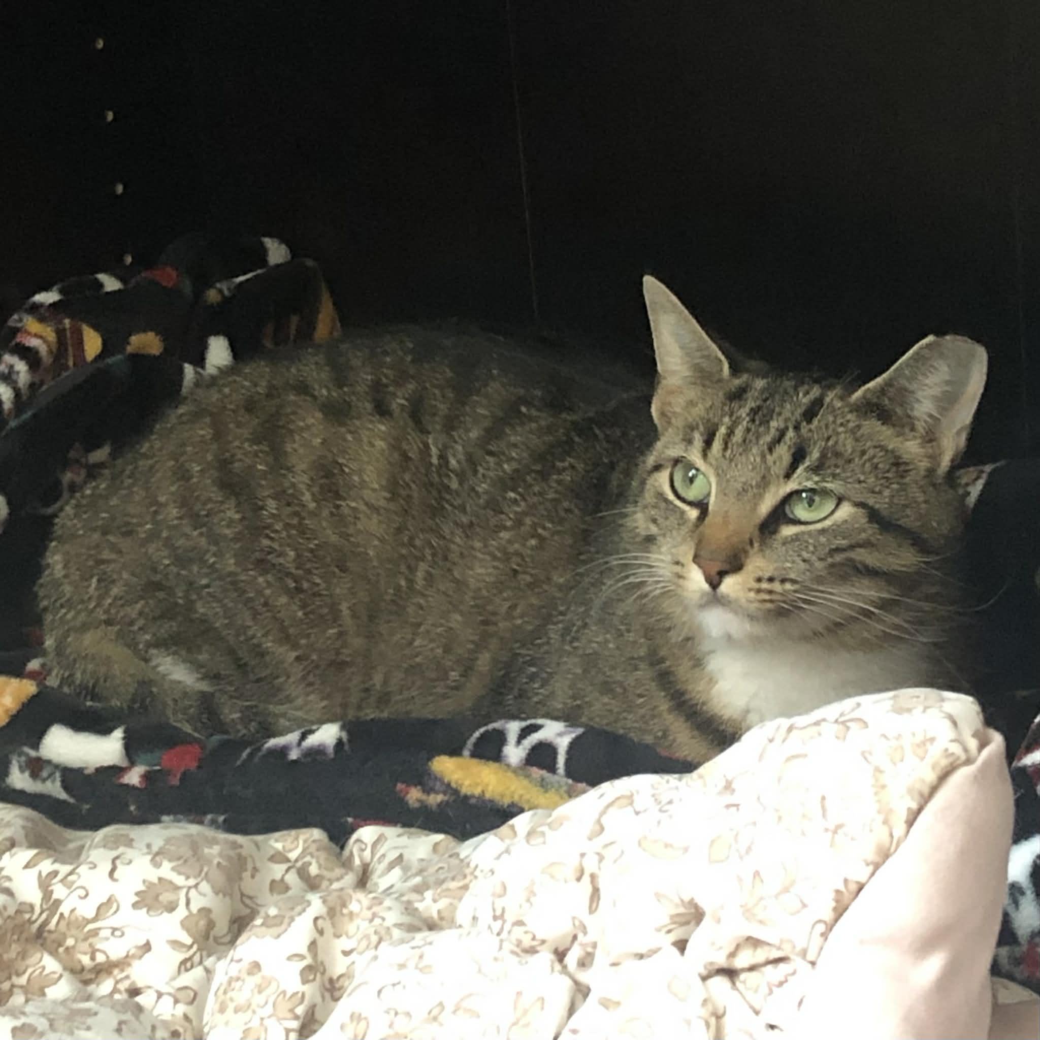 Enlarge Brooklyn & Tana, a Adoptable Domestic Short Hair in Parma, OH image 3/6