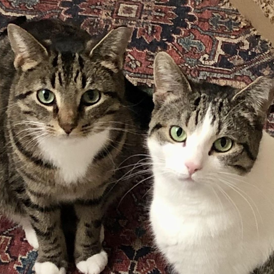 Enlarge Brooklyn & Tana, a Adoptable Domestic Short Hair in Parma, OH image 1/6