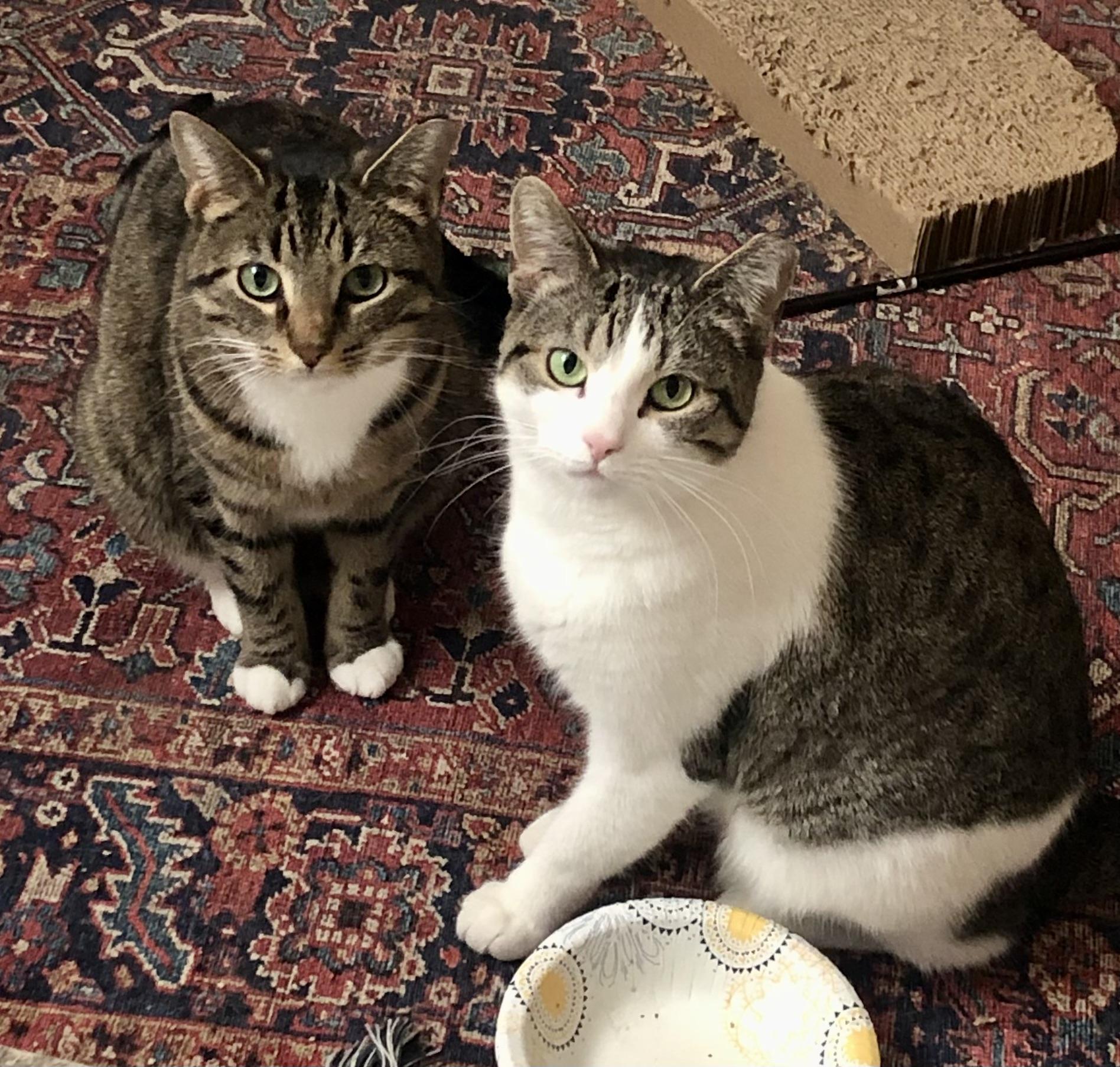 Enlarge Brooklyn & Tana, a Adoptable Domestic Short Hair in Parma, OH image 1/6