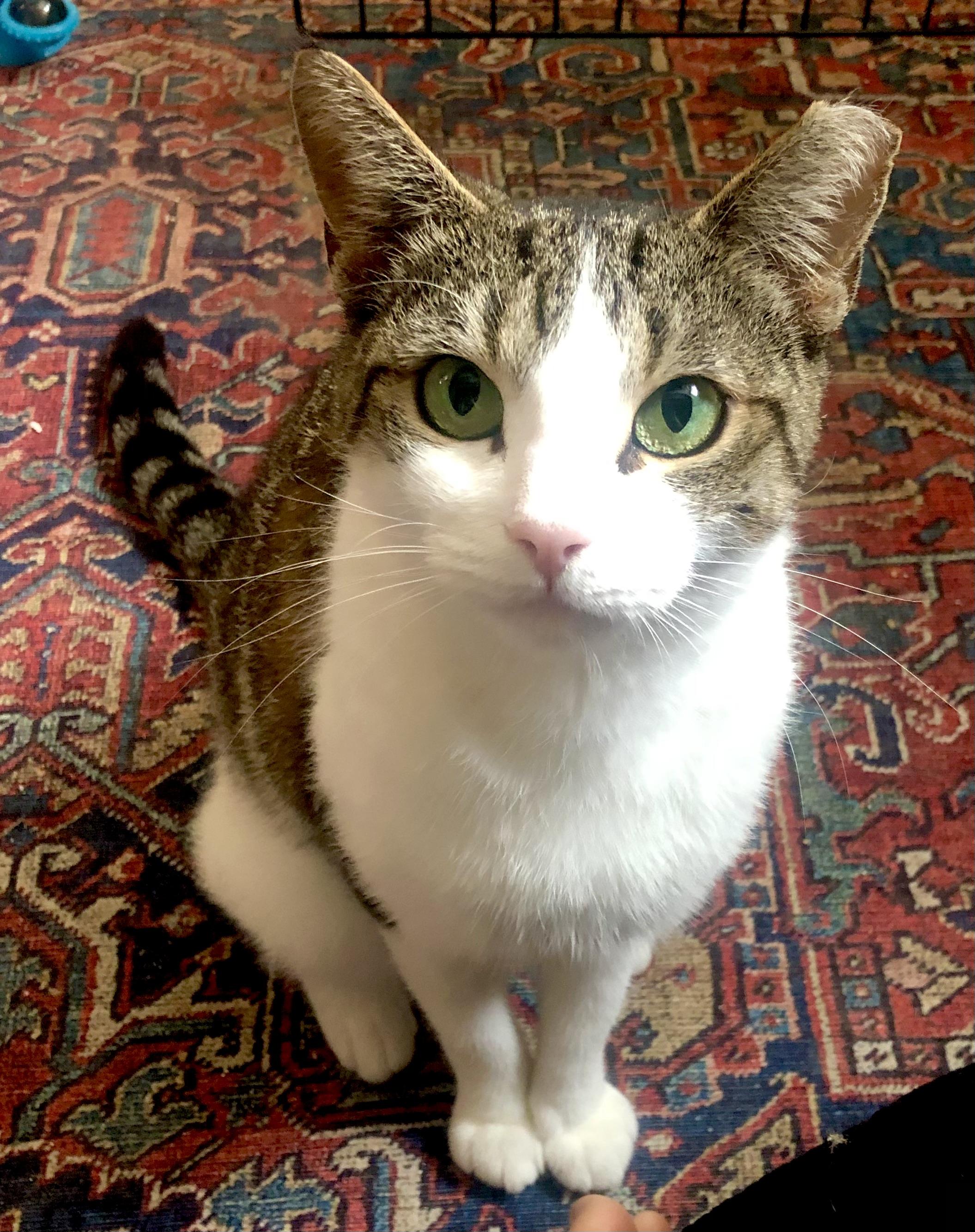 Enlarge Brooklyn & Tana, a Adoptable Domestic Short Hair in Parma, OH image 5/6