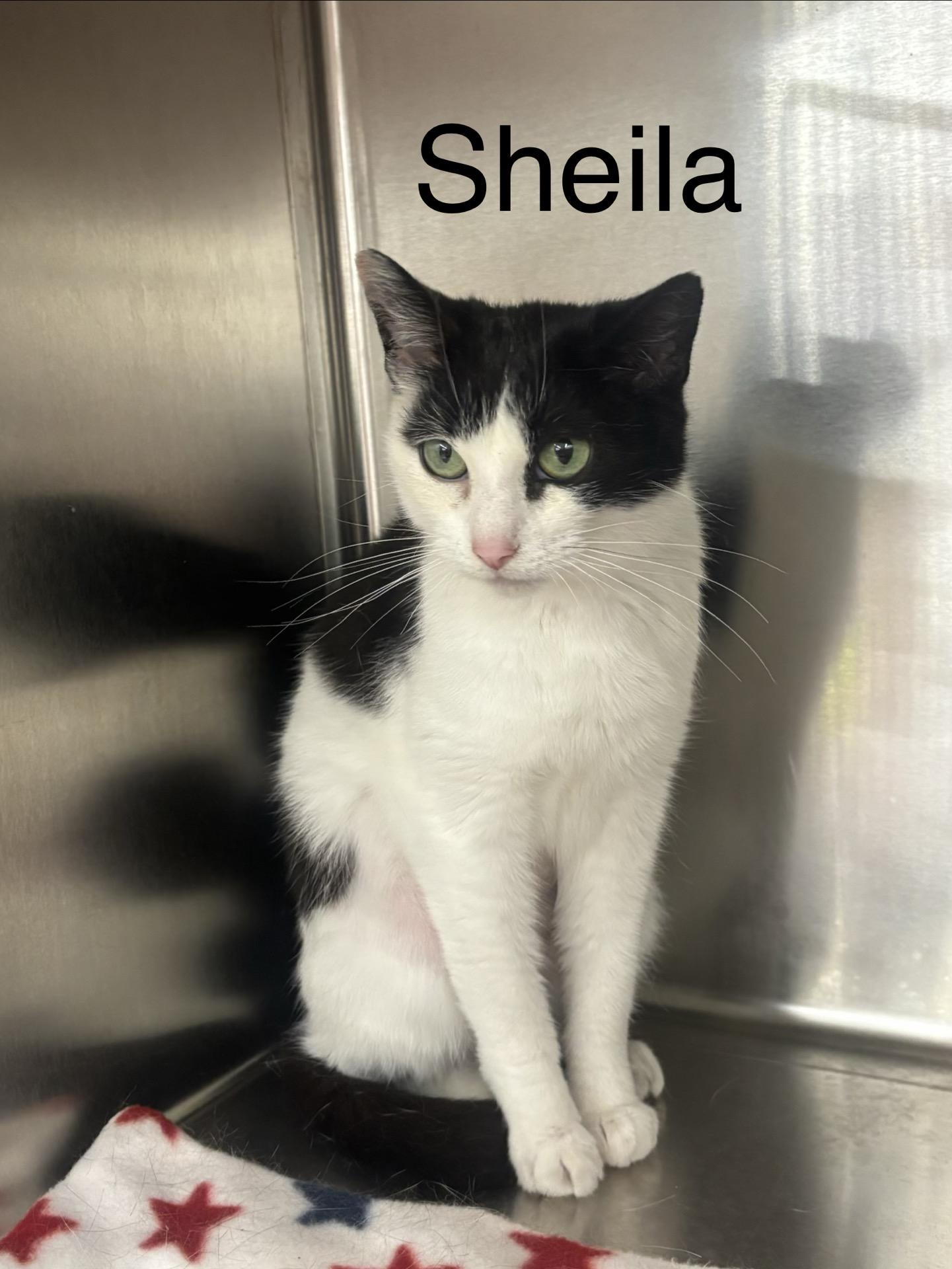 Enlarge Sheila, a Adoptable Domestic Short Hair in Cortland, NY image 2/5