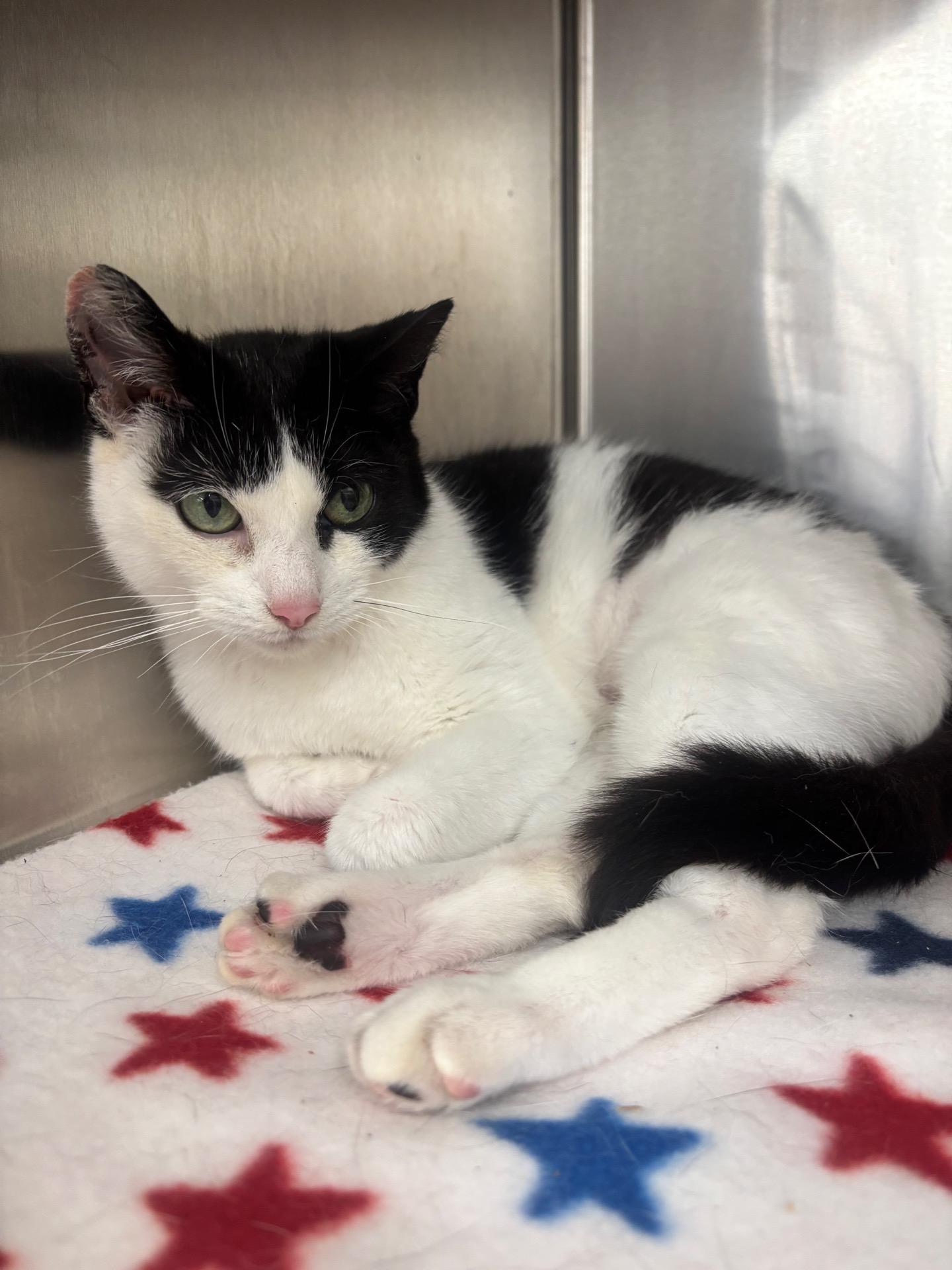 Sheila, Adoptable, Young Female Domestic Short Hair.