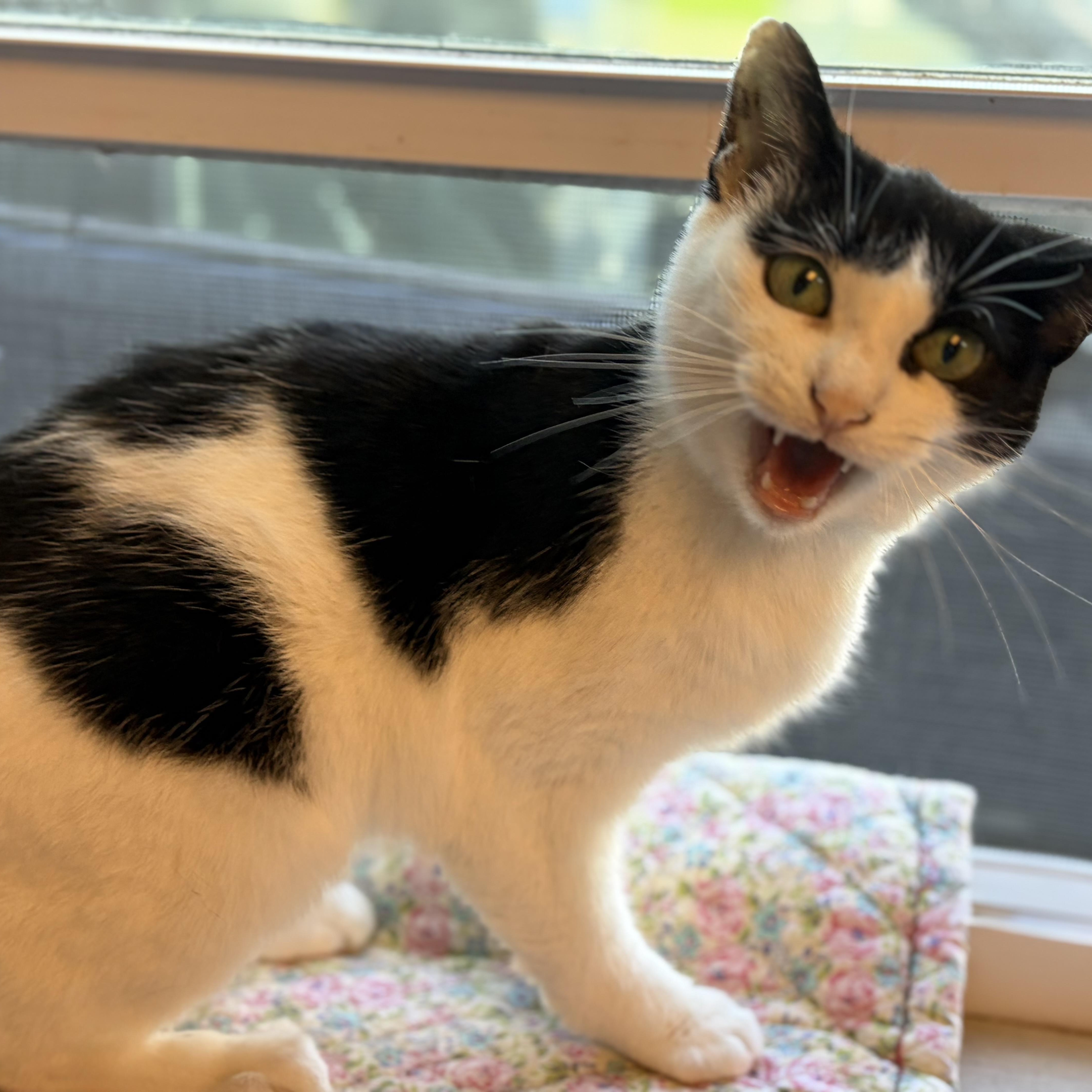 Enlarge Sheila, a Adoptable Domestic Short Hair in Cortland, NY image 3/5