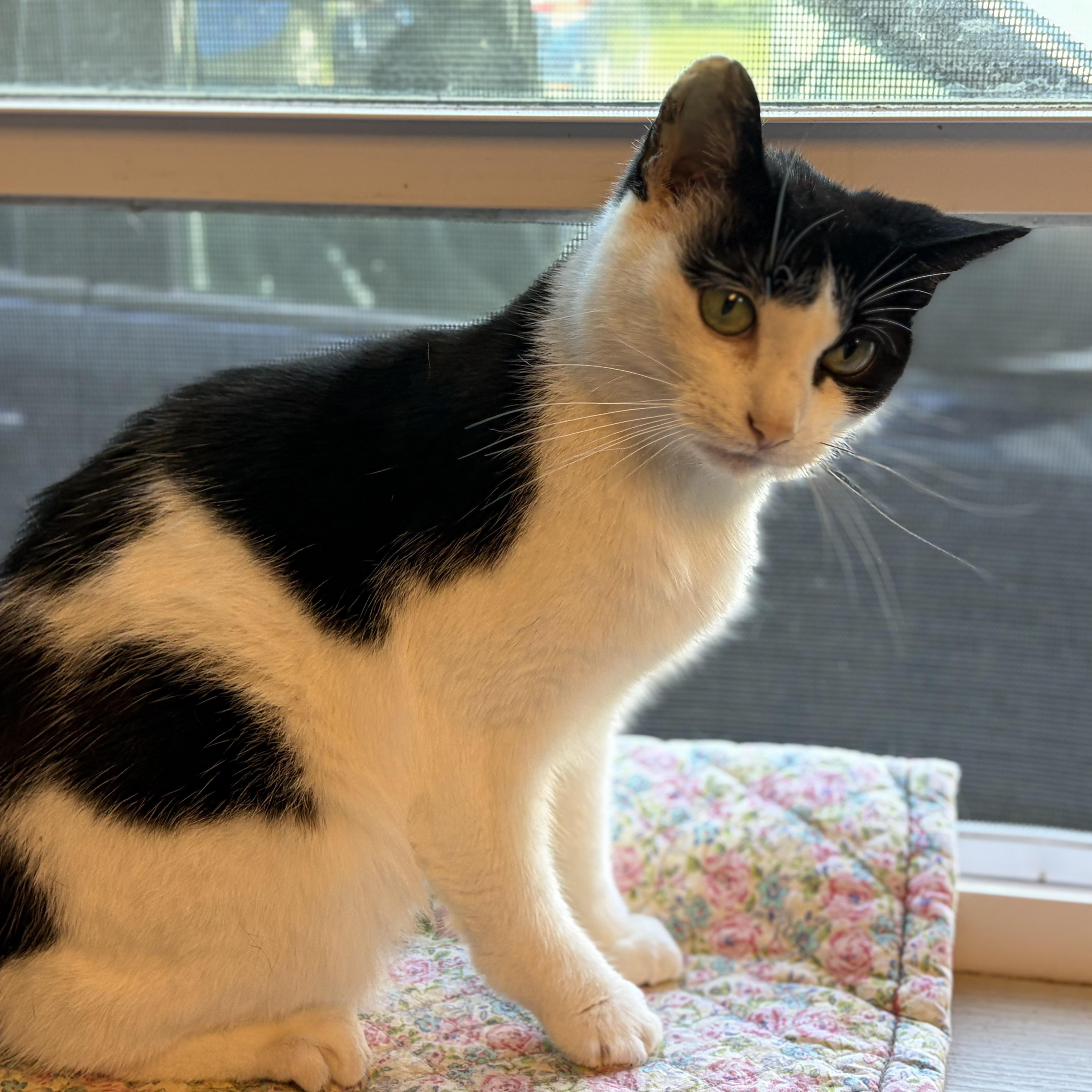 Enlarge Sheila, a Adoptable Domestic Short Hair in Cortland, NY image 4/5
