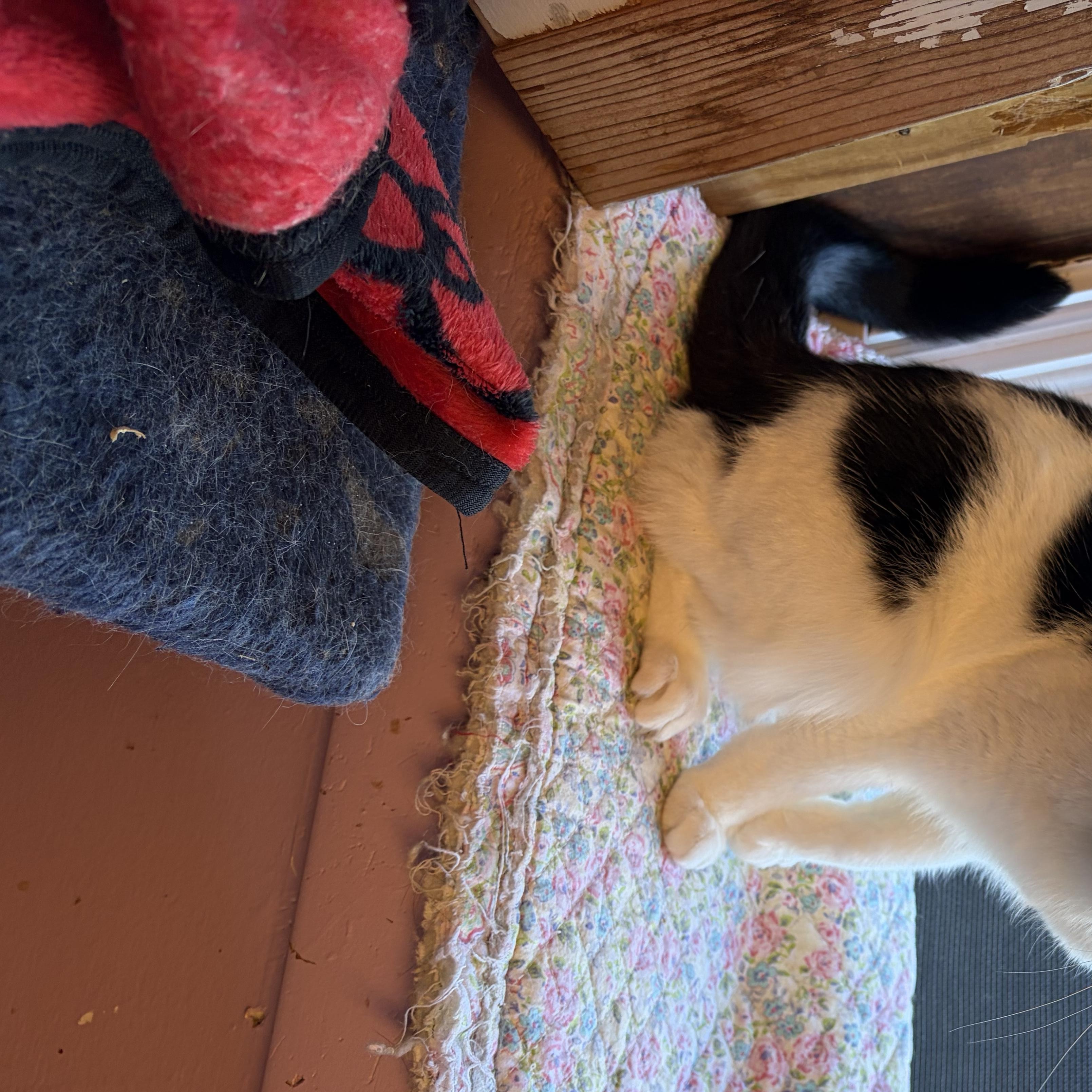 Enlarge Sheila, a Adoptable Domestic Short Hair in Cortland, NY image 5/5