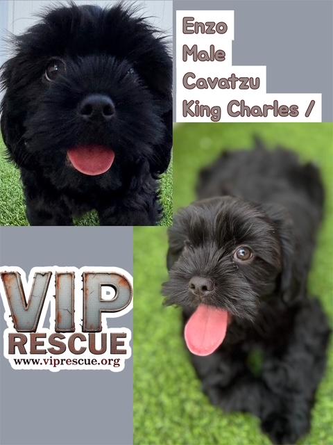 Enzo / Redington Beach, adopted, Puppy Male Cavalier King Charles Spaniel & Shih Tzu.