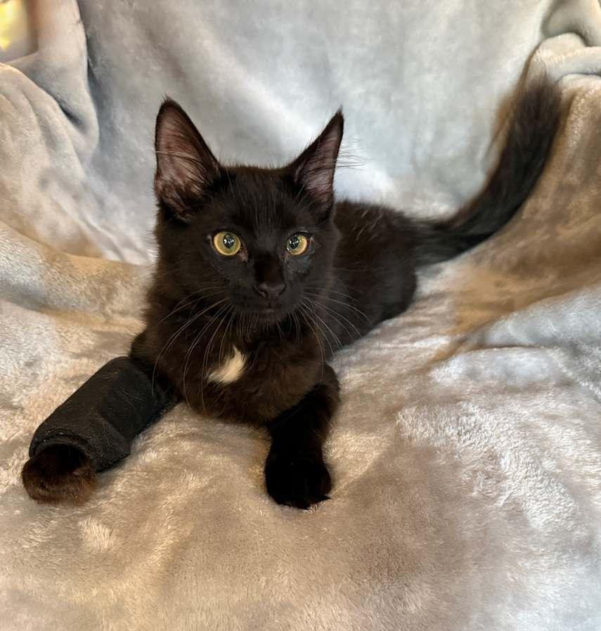 Black Bart 26, Adoptable, Kitten Male Maine Coon & Domestic Medium Hair.