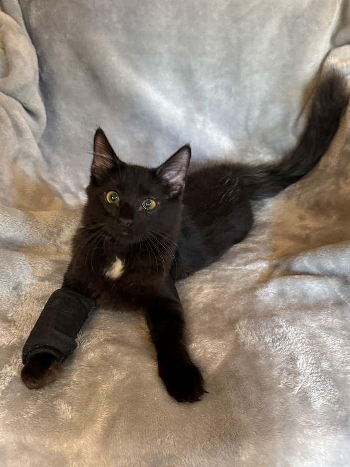 Black Bart 26, a Adoptable mixed breed in Nashville, TN image 2/3