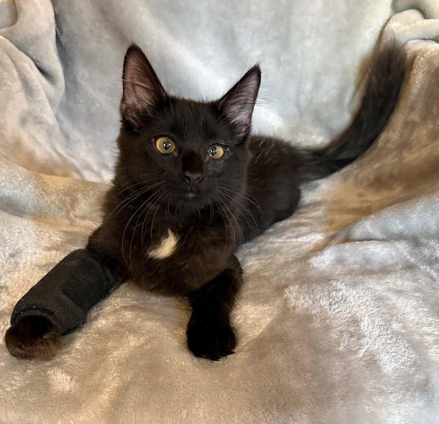 Black Bart 26, a Adoptable mixed breed in Nashville, TN image 3/3