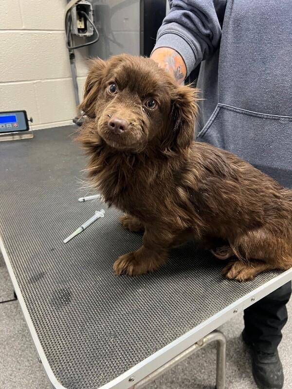 Huey, Adoptable, Young Male Chihuahua & Mixed Breed.