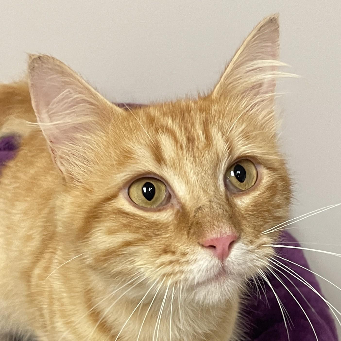 Sunny, Adult Male Domestic Short Hair