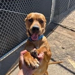 Kaktus, an adoptable American Staffordshire Terrier in Bernalillo, NM, 87004 | Photo Image 3