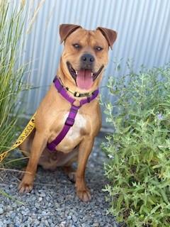 Enlarge Kaktus, a Adoptable mixed breed in Bernalillo, NM image 5/6