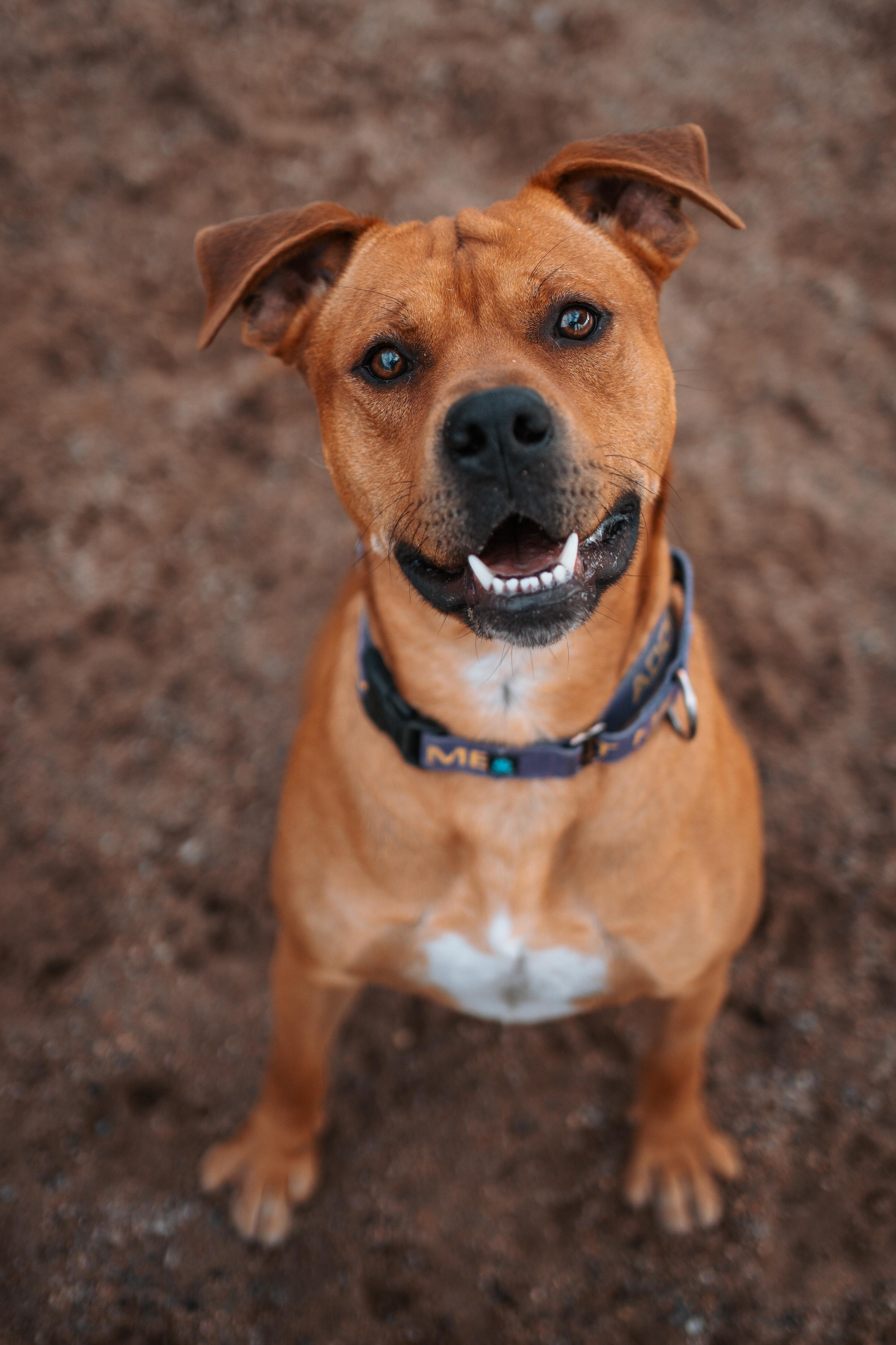 Enlarge Kaktus, a Adoptable mixed breed in Bernalillo, NM image 2/6