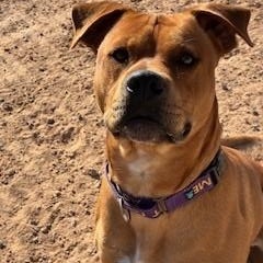 Enlarge Kaktus, a Adoptable mixed breed in Bernalillo, NM image 4/6