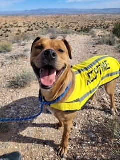 Enlarge Kaktus, an adoptable mixed breed in Bernalillo, NM image 2/6
