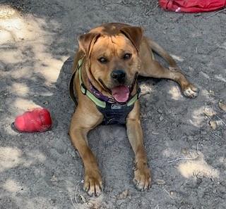 Kaktus, an adoptable American Staffordshire Terrier in Bernalillo, NM, 87004 | Photo Image 4