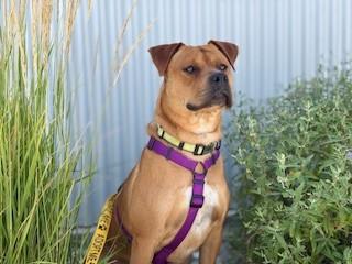 Kaktus, an adoptable American Staffordshire Terrier in Bernalillo, NM, 87004 | Photo Image 2