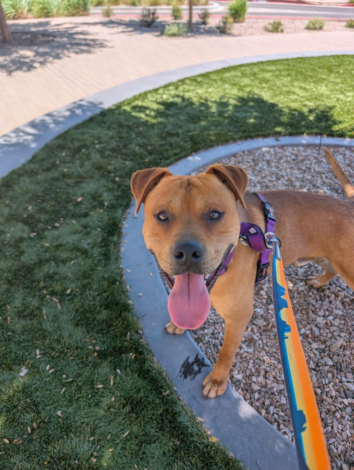 Kaktus, an adoptable American Staffordshire Terrier in Bernalillo, NM, 87004 | Photo Image 4