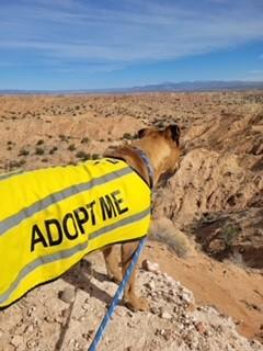 Enlarge Kaktus, an adoptable mixed breed in Bernalillo, NM image 1/6