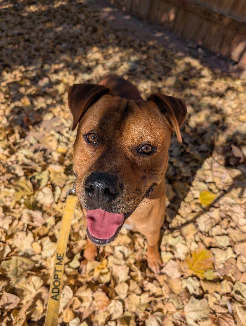 Kaktus, an adoptable American Staffordshire Terrier in Bernalillo, NM, 87004 | Photo Image 3