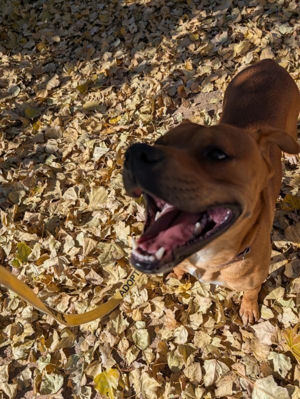 Kaktus, an adoptable American Staffordshire Terrier in Bernalillo, NM, 87004 | Photo Image 4