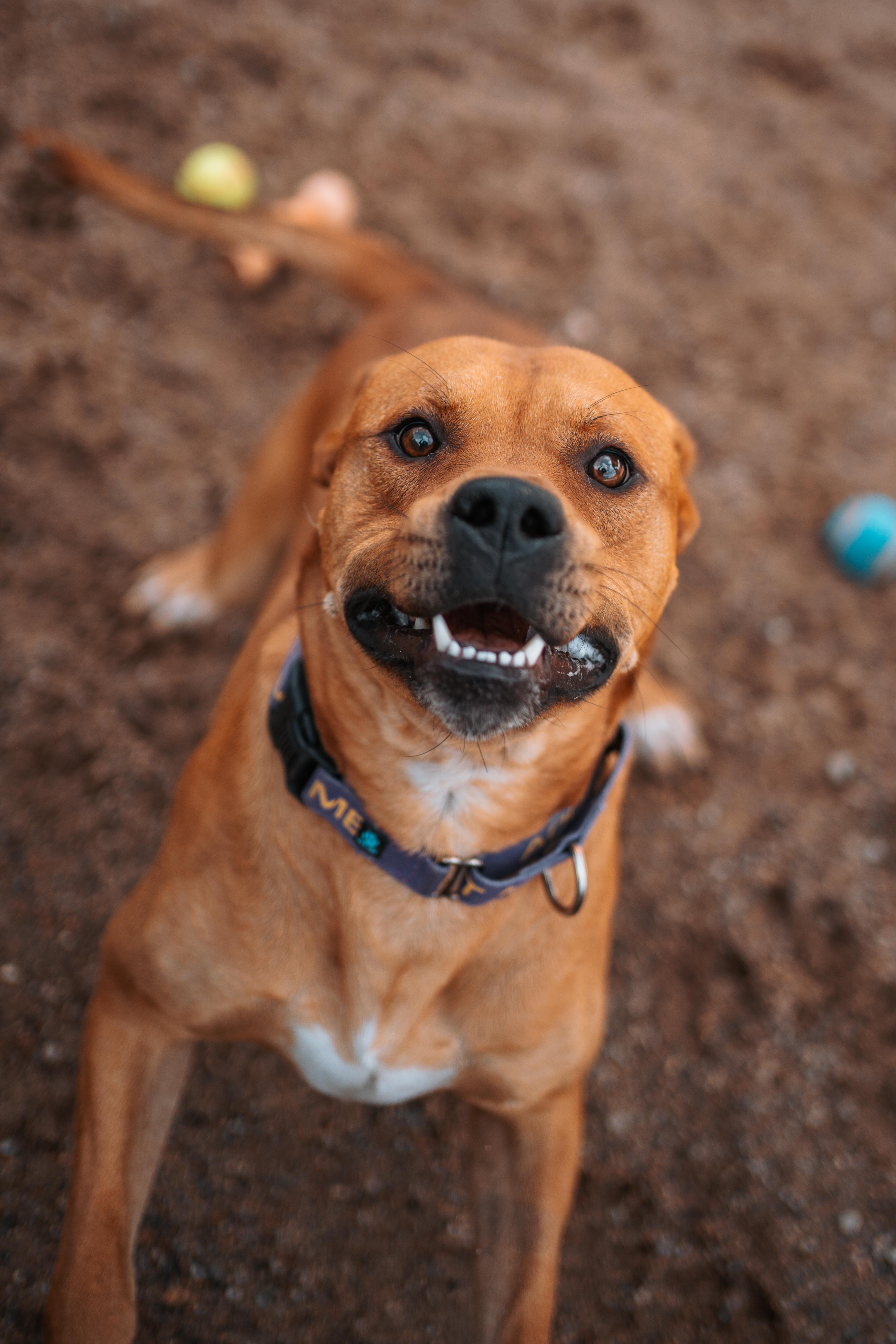 Enlarge Kaktus, a Adoptable mixed breed in Bernalillo, NM image 3/6