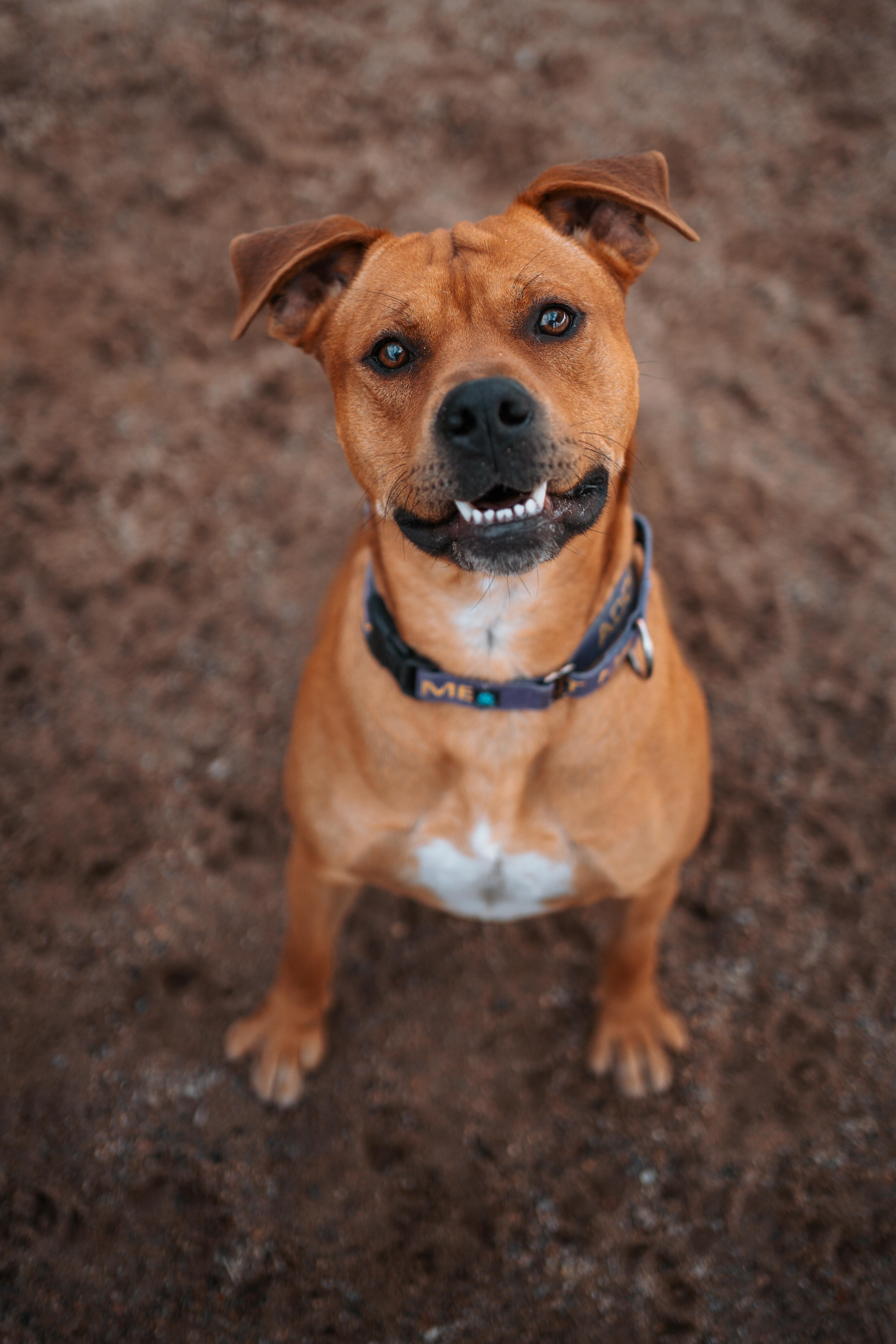 Enlarge Kaktus, a Adoptable mixed breed in Bernalillo, NM image 1/6