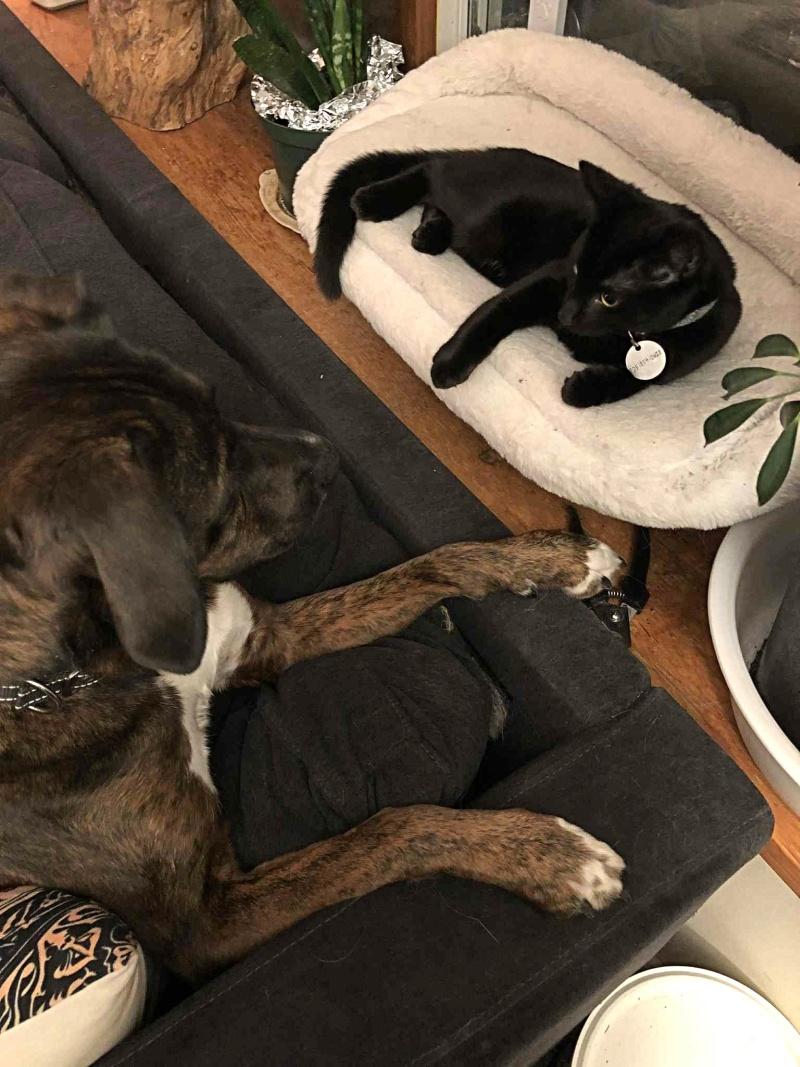 Levi - COURTESY POST, ADOPTABLE, Adult Male Mountain Cur.