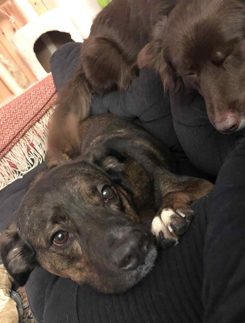 Levi - COURTESY POST, a ADOPTABLE Mountain Cur in Bancroft, ON image 2/4