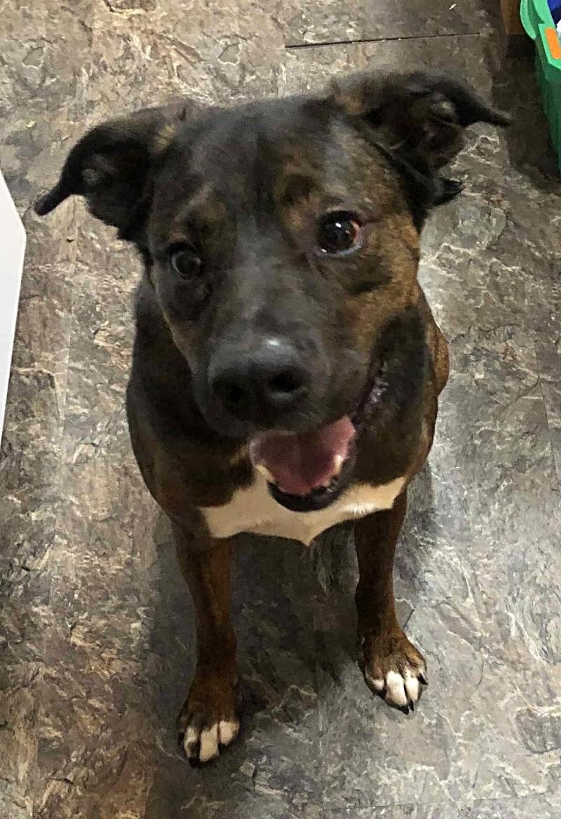 Levi - COURTESY POST, a ADOPTABLE Mountain Cur in Bancroft, ON image 3/4