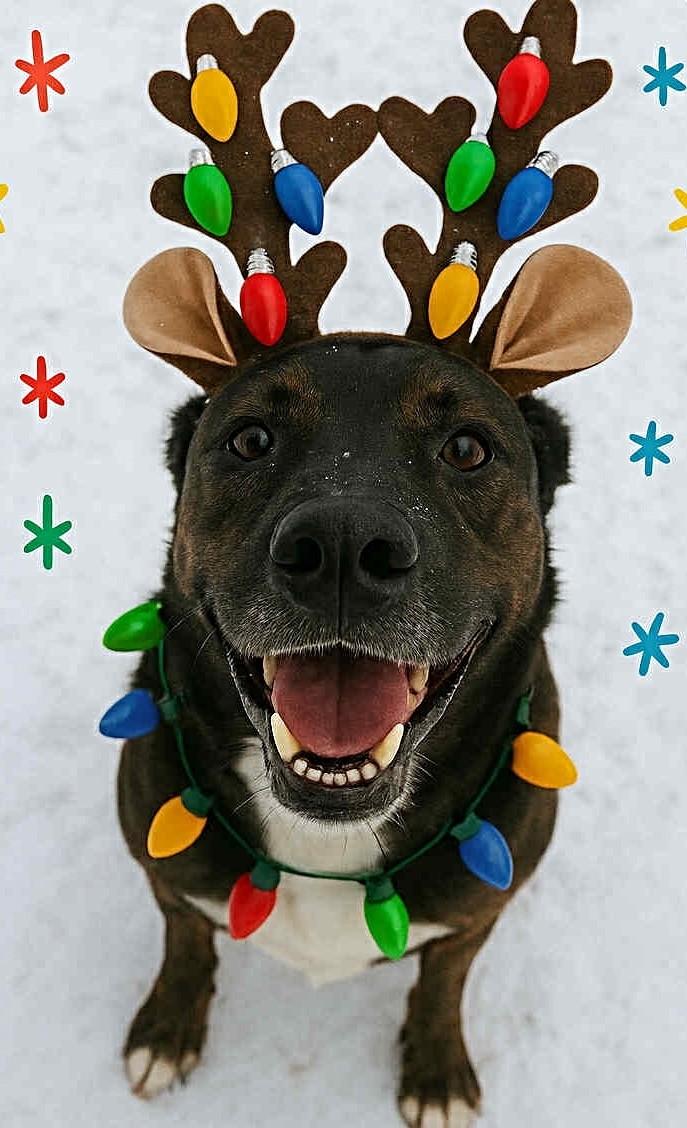 Levi - COURTESY POST, a ADOPTABLE Mountain Cur in Bancroft, ON image 4/4