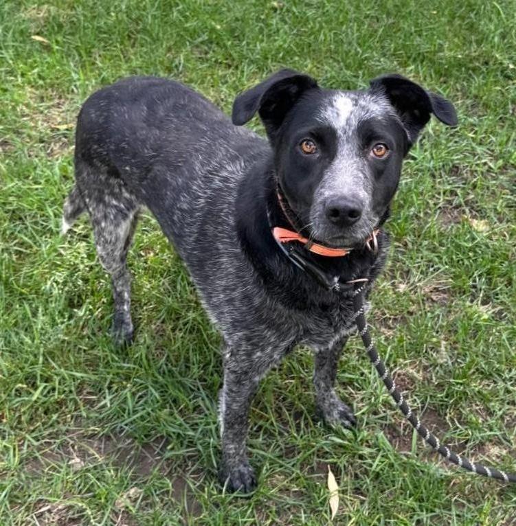 Bibble, Adoptable, Young Female Australian Cattle Dog / Blue Heeler.