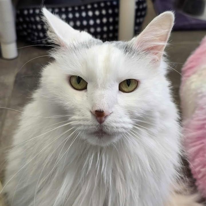 Blanca, ADOPTABLE, Senior Female Domestic Long Hair.