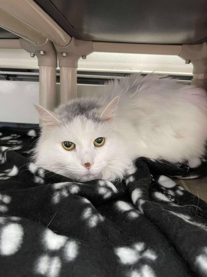Blanca, ADOPTABLE, Senior Female Domestic Long Hair.
